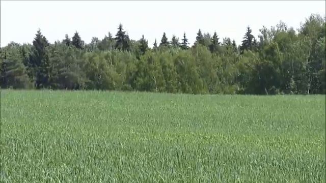 КРАЙ РОДНОЙ смотреть онлайн