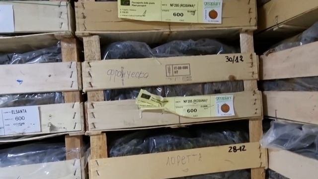 Саженцы фриго из Италии и Голландии