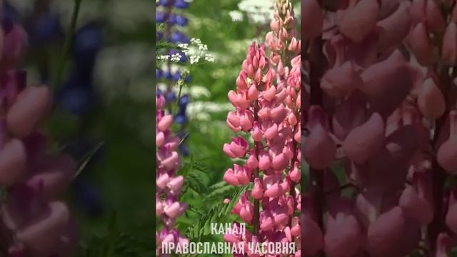 Почему одиноким женщинам так тяжело - из писем игумена Никона смотреть онлайн