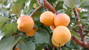 Абрикос Роял Бленхейм. Apricot Royal Blenheim. Новий, чудовий, десертний сорт з тонким смаком.