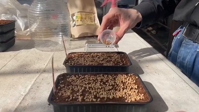 Выращивание микрозелени Кинзы из семян Кориандра (Coriandrum sativum L) с помощью микробов смотреть онлайн