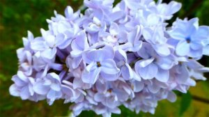 Сирень. Голубая Сирень. Цветы Сирени. Красивые Цветы Сирени. Футаж Сирень. Футажи для видеомонтажа