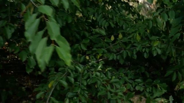 С каждым шагом лес раскрывал свои секреты. смотреть онлайн