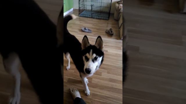 Хаски просит кушать смотреть онлайн