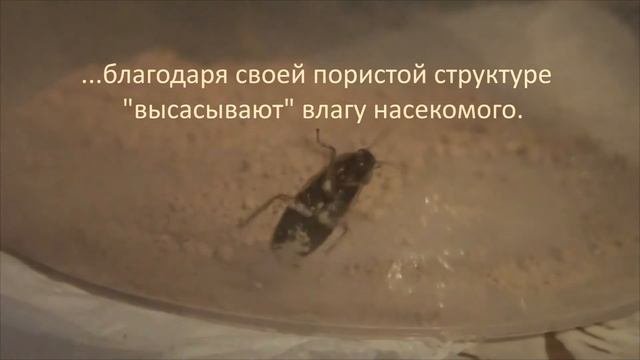 Экокиллер