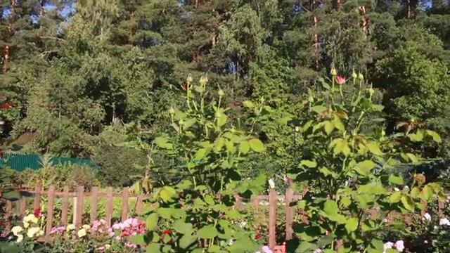 Розы в саду. Конец августа смотреть онлайн