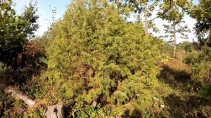 Можжевельник - зачем жевать ягоды. Ландшафтный дизайн своими руками