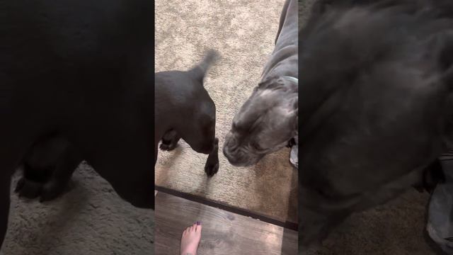 Талисман🙈🙈🙈#cane #canecorso #tttt #канекорсо #canecorsoitaliano #канекорсоитальяно смотреть онлайн