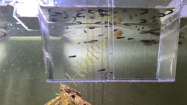 Нерест Моллинезии , размножение , принимаем роды. Рождение малька смотреть онлайн