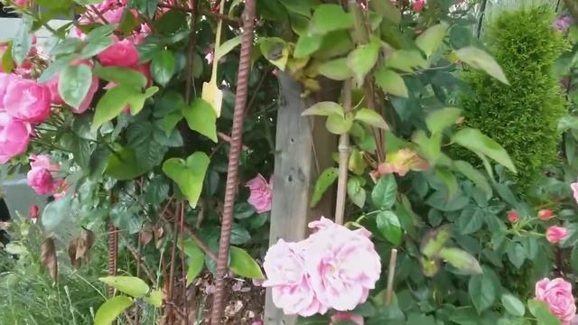 Обзор роз ,лаванда, декоративная красивая факел Лилия. смотреть онлайн