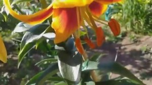 322.# Ещё одна лилия из моей коллекции от гибрид Дебби.