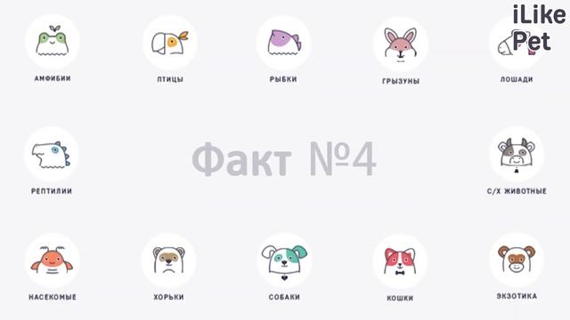 7 необычных фактов об ирландском сеттере смотреть онлайн