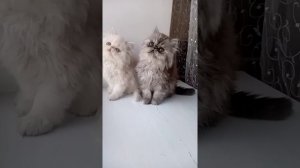 персидские котята экстремал экзот YouTube