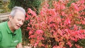 El bonetero (Euonymus alatus) en el otoño