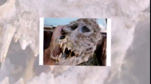 Skull of werewolf in a box with chains found in Bulgaria Череп оборотня в ящике с цепями