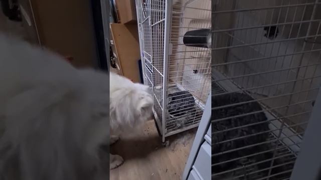 собака в первый раз видит шиншиллу#самоед #шиншилла #chinchilla смотреть онлайн