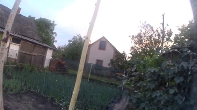 ПОМИДОРЫ РОСТУТ  ПО БЕШЕННОМУ...
