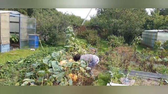 Картофель выращенный рассадой из семян смотреть онлайн