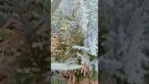 топиарная форма - птица , стригу можжевельник ,забавляюсь