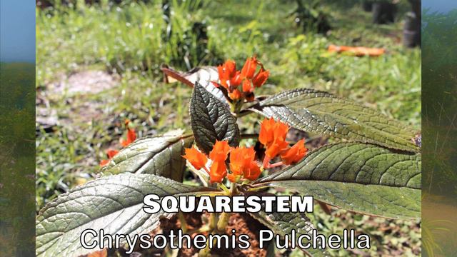Ornamental Plants In The Philippines With Names Including Scientific Name Part 3