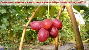 Виноград Малиновый звон- сигналочка на 16 октября. Радует своим видом, вкусом