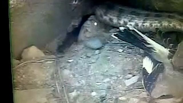Змея и птица на ПС Чирюрт.mp4 смотреть онлайн