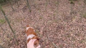 Охота с Бретоном 29.10.2021 Часть 2 Вальдшнеп