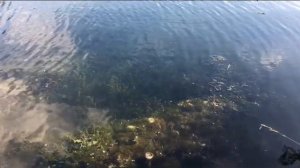 ЧЕРТОВА ПОКЛЁВКА И ПРИШЛОСЬ ДРАПАТЬ! А ТАМ РЫБАЛКА ЗАПРЕЩЕНА?