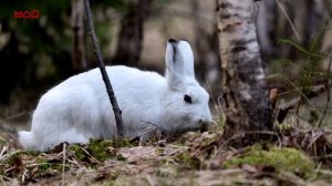 Жизнь лесных животных в осенний период