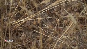 Дагестан, Ставропольский край и Калмыкия обследуют приграничные земли на наличие саранчи