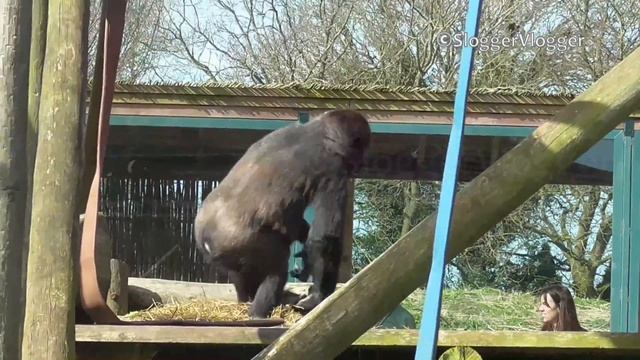 Gorilla Youngster Lope Showing Off His Moves