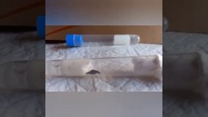 замораживаем муравьев и матку для формикария.ЗАЧЕМ??? ЖИВОЙ МИР