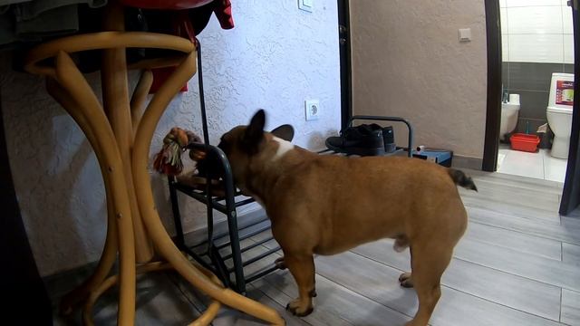 УТРЕННЯЯ РАЗМИНКА ДЛЯ СОБАКИ! КОТ ПОПАЛ ПОД РАЗДАЧУ! смотреть онлайн