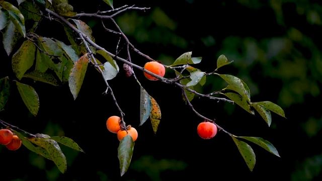 Музыка_для_сна,_отдыха,_релаксации,лечебная_музыка..mp4