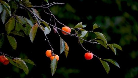 Музыка_для_сна,_отдыха,_релаксации,лечебная_музыка..mp4