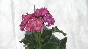 Стрептокарпус DS-Барби