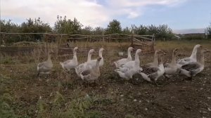 откорм гусей