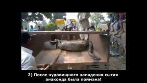 ТОП 5/ Анаконда в Деле / Анаконда против животных и человека/ Ужасные нападения анаконды!