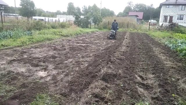 Фрезой запахиваю горчицу и доломитовую муку.