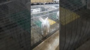 Содержание кроликов хиколь