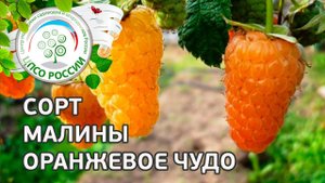 Сорт малины Оранжевое чудо. Ремонтантная малина Оранжевое чудо.