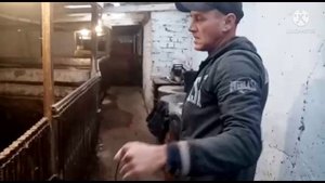 РАЗВЕДЕНИЕ СВИНЕЙ,КРС,КУРЕЙ, ВИДЕО ОТ ПОДПИСЧИКА