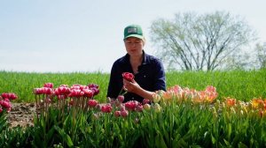 'Dream Touch' Tulip from Johnny's Selected Seeds