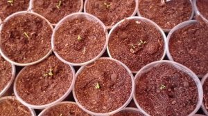 Портулак, пикировка. 20.03.22