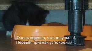 2019-05-13 Первый день котенка Алисы без мамы.