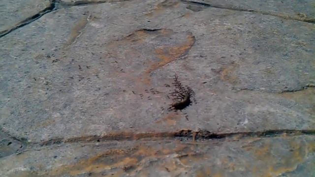 Доминиканские муравьи тащат ящерку смотреть онлайн