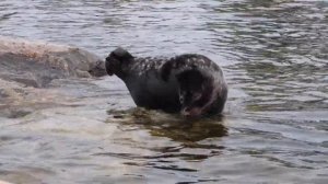 Ладожская нерпа! Шхеры Ладожского озера!