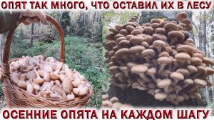 ?ОСЕННИЕ ОПЯТА НА КАЖДОМ ШАГУ.?ОПЯТ ТАК МНОГО, ЧТО ОСТАВИЛ ИХ В ЛЕСУ.?ГРИБЫ ПОДМОСКОВЬЯ