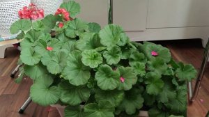 Какую пеларгонию осенью обрезать, а какую нет