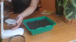 КАК ПОСЕЯТЬ ПОДСНЕЖНИКИ? ПРОСТРЕЛ или СОН ТРАВА ПОСЕВ НА РАССАДУ.